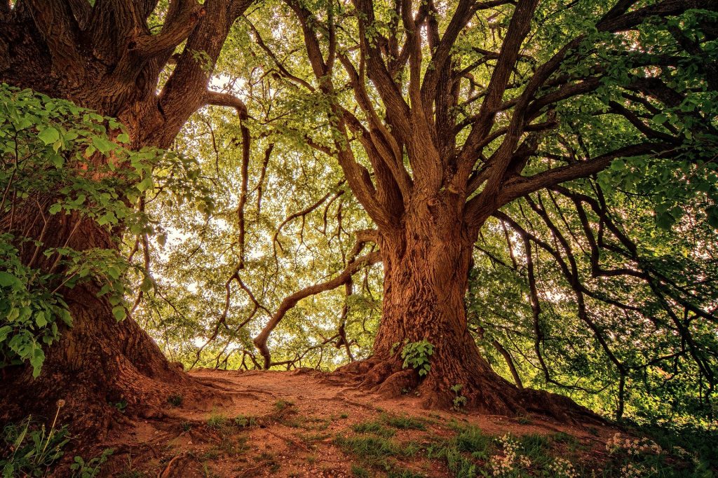 Therapeutisches Waldbaden: großer grüner Baum am Waldrand